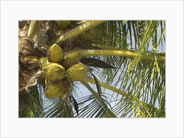 Coconuts - On Home Island, Cocos (Keeling) Islands, Indian Ocean