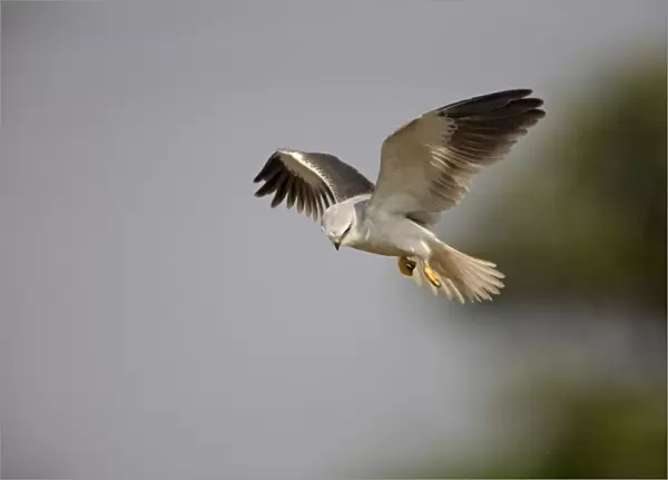 Black-winged Kite - in flight - Candolim, Goa, India