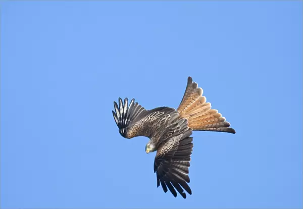 Red kite - adult in flight - diving catching early morning sun, Powys, Wales, UK