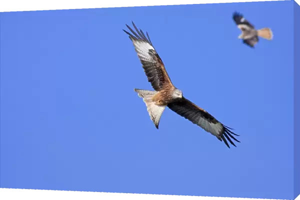 Red kite - adults in flight soaring, Powys, Wales, UK