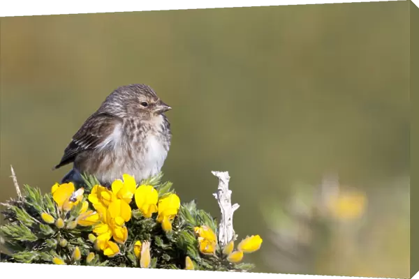 Twite - adult perching on gorse, North Uist, Outer Hebrides, Scotland, UK