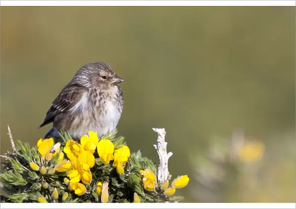 Twite - adult perching on gorse, North Uist, Outer Hebrides, Scotland, UK