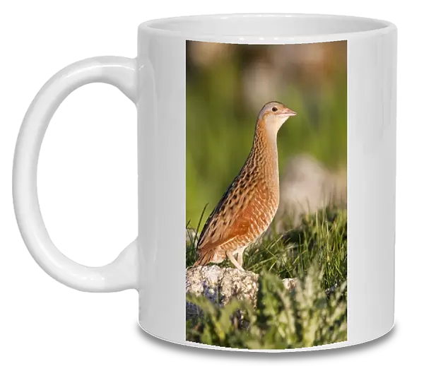 Corncrake - Single adult male standing on rock in the early morning, North Uist, Outer Hebrides, Scotland, UK