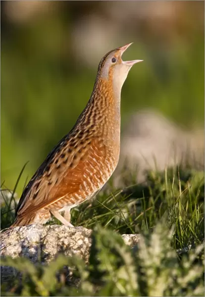 Corncrake - Single adult male calling in the early morning, North Uist, Outer Hebrides, Scotland, UK