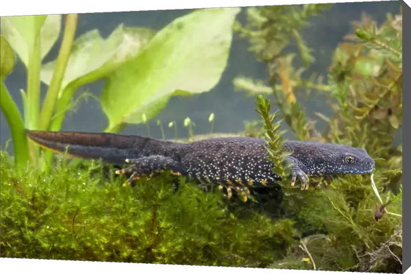 Great Crested Newt - Single adult female photographed underwater, Wiltshire, England, UK