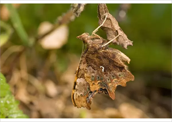 Newly emerged Comma Butterfly on pupal case. UK