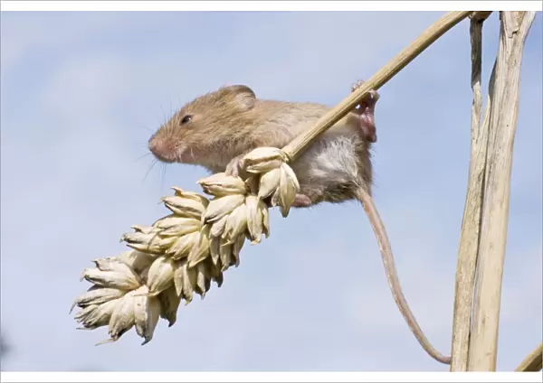 Juvenile Harvest Mouse on wheat stalk. UK