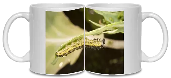 Large White Butterfly caterpillar under cabbage leaf. UK