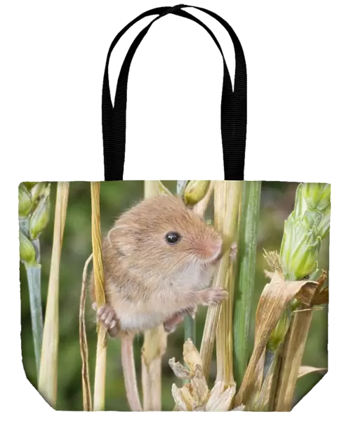 Harvest Mouse on wheat. UK