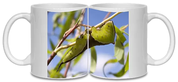 Puss Moth caterpillar on willow. UK