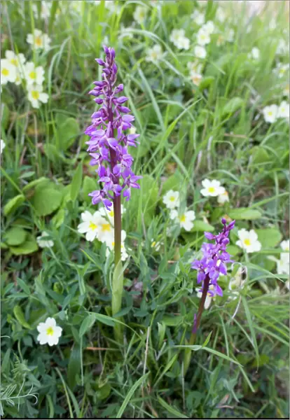 Early Purple Orchids - with Primroses growing on a Norfolk roadside verge (A Norfolk CC roadside nature reserve)