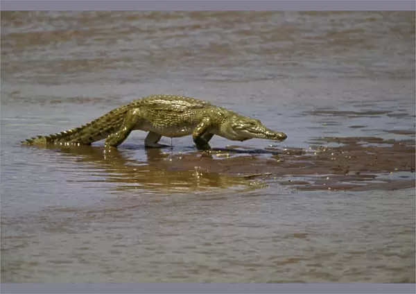 Nile Crocodile - In shallow water - Maasai Mara National Reserve, Kenya FWO00168