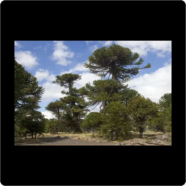 Araucaria  /  Monkey Puzzle  /  Chile Pine Tree. Photographed in Neuquen Province. Lanin National Park. Argentina