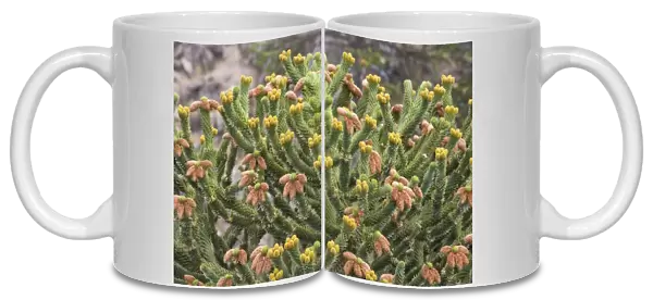 Araucaria  /  Monkey Puzzle  /  Chile Pine - Male tree. Previous season's cones are brown; fresh cones are yellow-green Photographed in Neuquen Province, Argentina