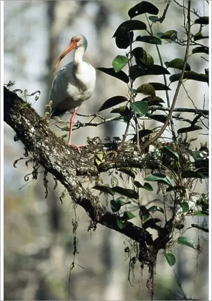 White Ibis - on Pond Apple (Annona glabra)