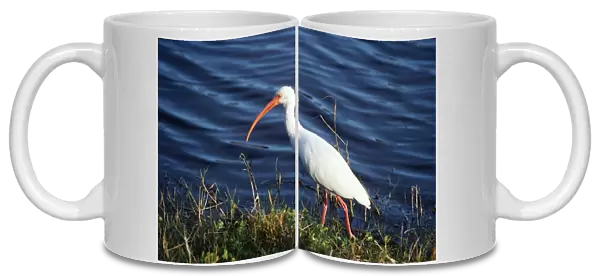 White Ibis - at waters edge