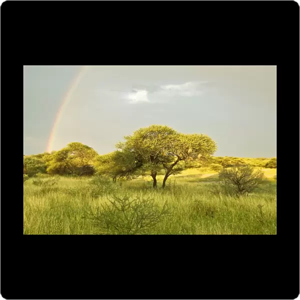 Rainbow - In Kalahari - Botswana