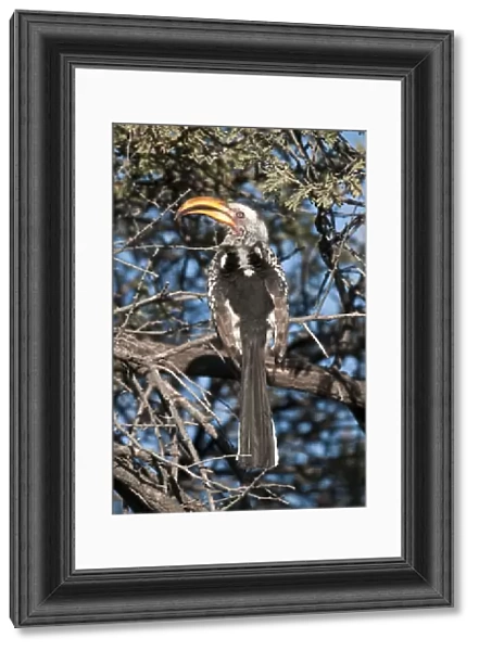 Southern Yellow-billed Hornbill - back view sitting in thorn tree - Etosha National Park - Namibia