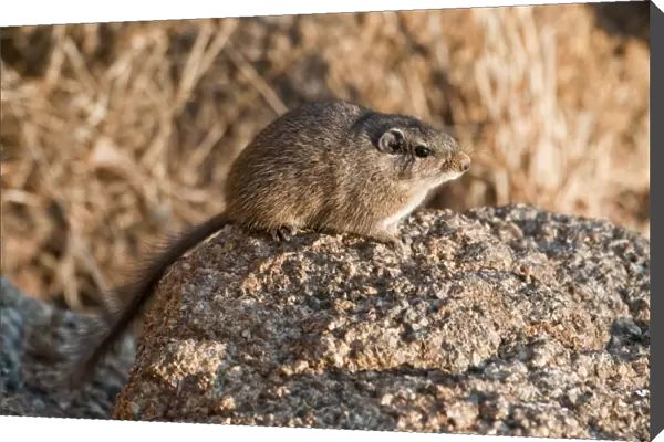 Noki  /  Dassie Rat - sitting on rock in early morning light - Namibia