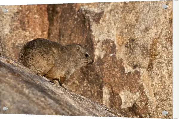 Rock hyraxes - on rock - Namibia