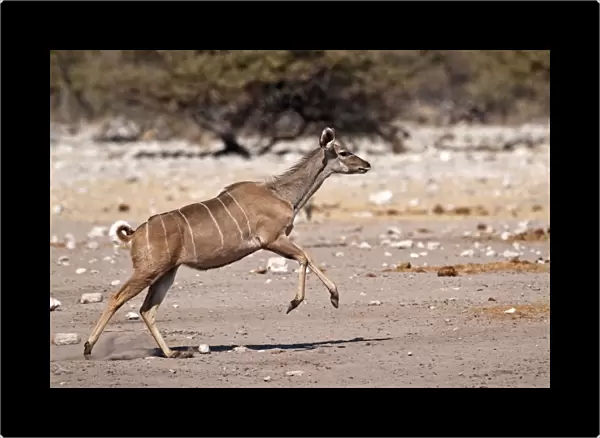 Greater Kudu - female running - Etosha National Park - Namibia