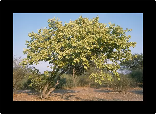 Rain Tree Botswana, Africa