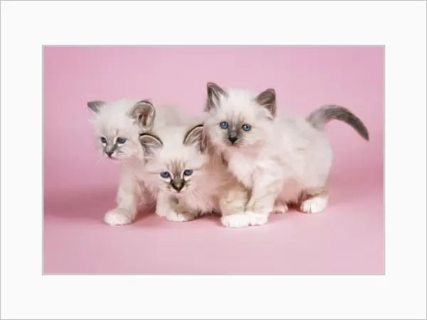 Blue Tabby Seal Tabby & BLue Birman Cat - kittens