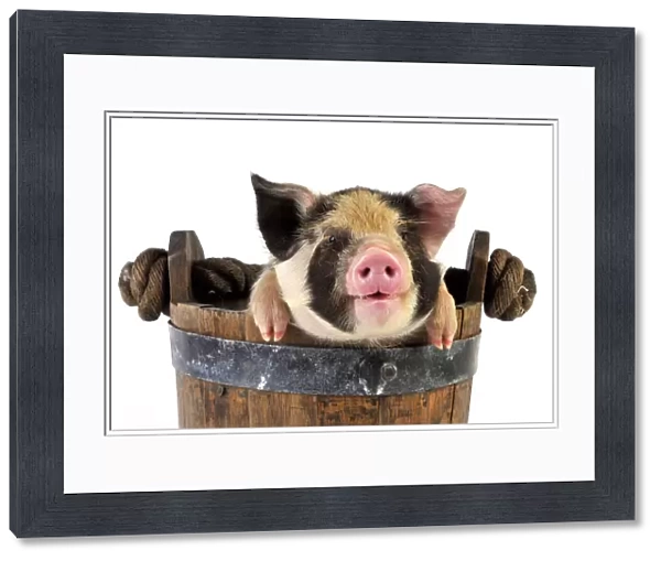 Piglets. 2 week old Kune Kune piglet in bucket