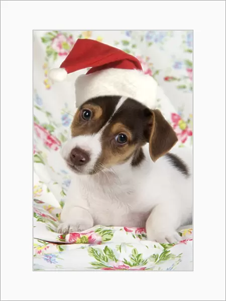 Dog. Jack Russell puppy (8 weeks old) wearing Chriatmas hat. Digital Manipulation: JD hat