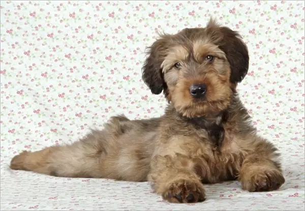 Briard Dog - puppy laying down with flower background