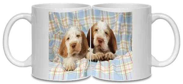 Dog. Spinone puppies (8 weeks old)