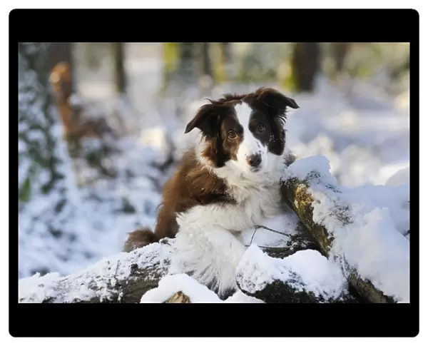 DOG. Border collie standing on snow covered logs