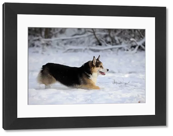 DOG. Pembroke welsh corgi running through the snow
