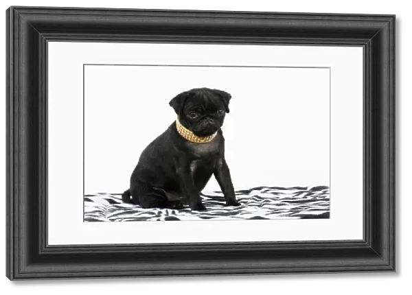DOG. Black Pug puppy ( 12 wks old ) wearing a necklace