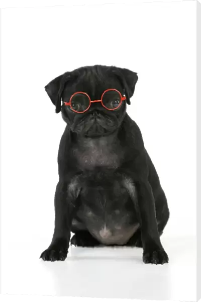 DOG. Black Pug puppy ( 6 wks old ) wearing red glasses