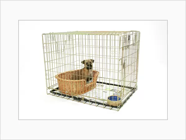 Dog. Puppy in its crate