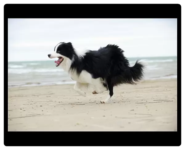 DOG. Border collie running along beach