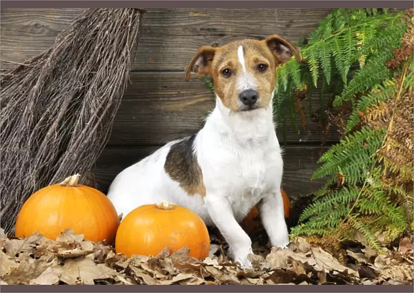 DOG. Jack russell terrier with broom and pumpkins