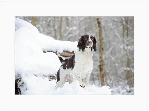 DOG. English springer spaniel standing on snow covered logs