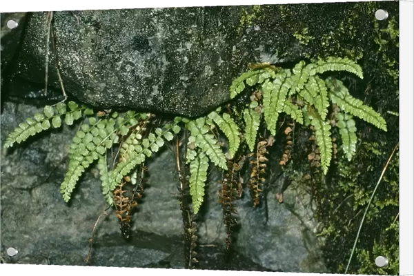 Green Spleenwort Fern