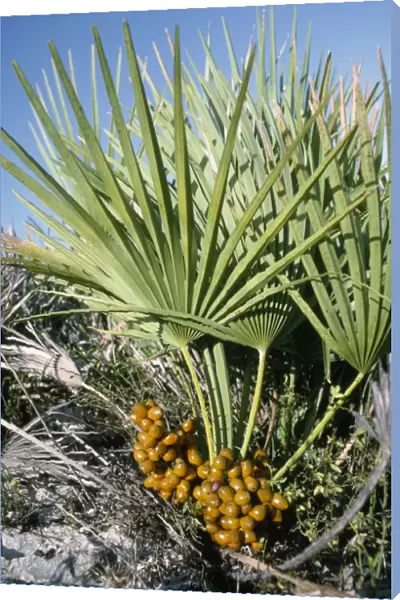 Dwarf Fan Palm - in fruit
