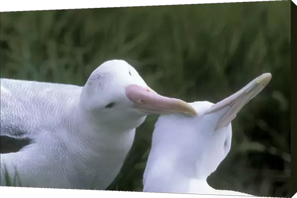 Wandering Albatross - Breeding pair allopreening