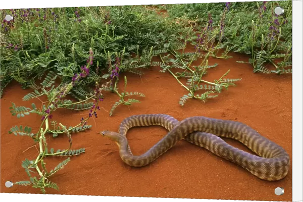 Woma Python - Desert regions of central  /  western Australia JPF44545