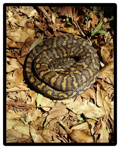 Carpet Python - Sunning on a rainforest track, Lamington National Park, southern Queensland, Australia JPF08898
