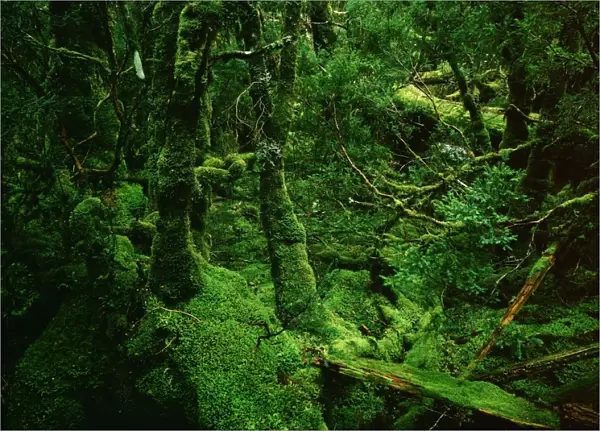 Temperate Rainforest - Moss-covered Myrtle - Cradle Mountain-Lake St Clair National Park, Tasmania, Australia JPF24142
