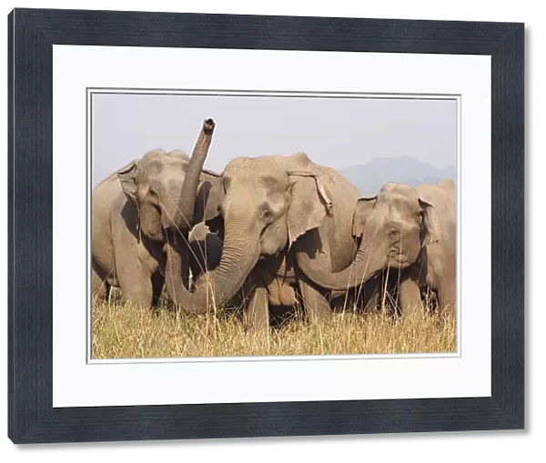 Indian  /  Asian Elephants - Corbett National Park - India