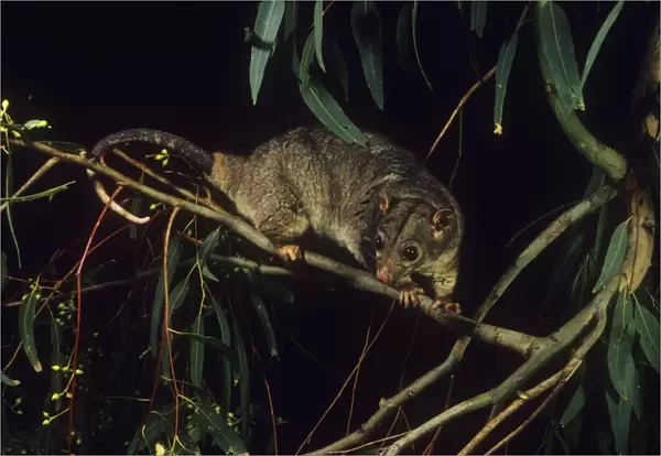 Scaly-tailed Possum - Kimberleys Western Australia
