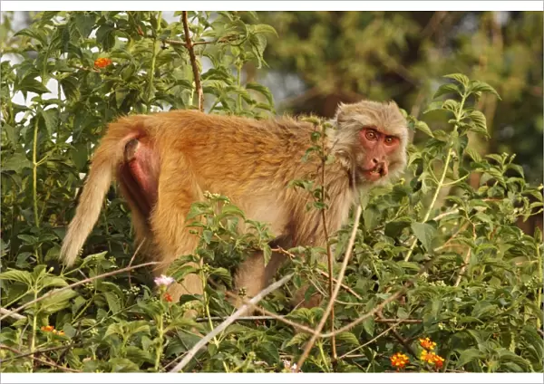 Injured Rhesus Monkey, Corbett National Park, India