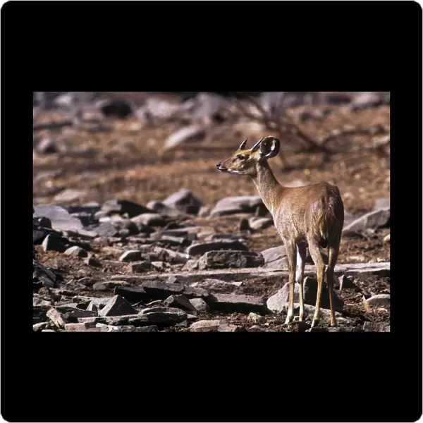 Four-horned Antelope  /  Chousingha - male - Panna National Park Madhya Pradesh India