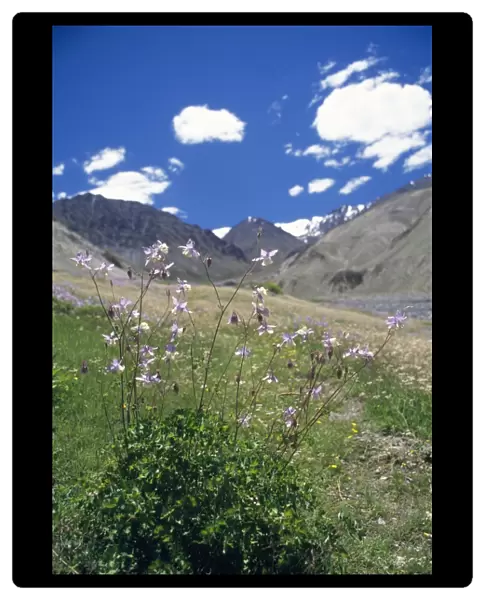 Aquilegia Species Flowres Trans Himalaya, Ladakh, Jammu & Kashmir, India
